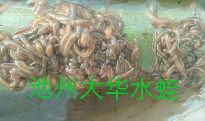 宽体金线蛭药用堤供养殖技术、产品包回收签订回收合同