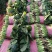 河南黑叶菠菜，20一25公分，全国代发，可以实地看货