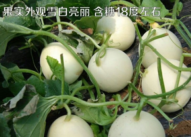 甜瓜种子650粒包邮