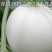 甜瓜种子650粒包邮