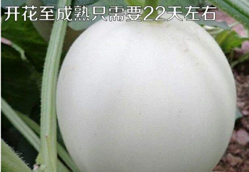 甜瓜种子650粒包邮