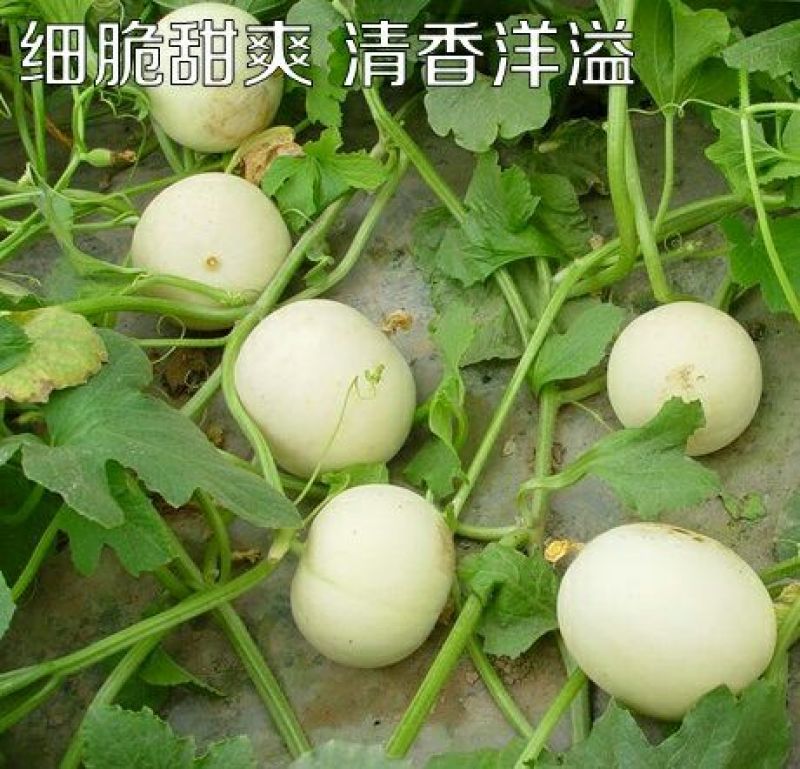 甜瓜种子650粒包邮