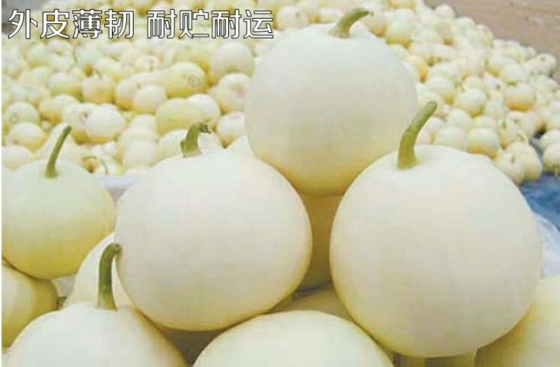 甜瓜种子650粒包邮