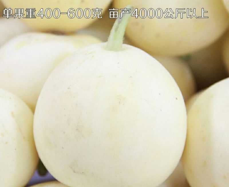 甜瓜种子650粒包邮