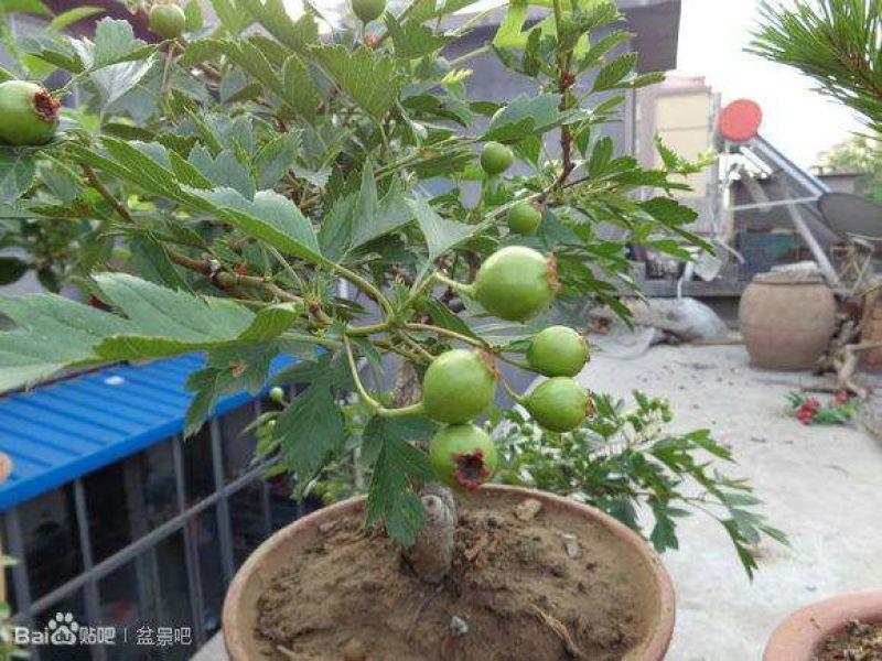 山东2-4年山楂树盆景30~50cm规格齐全