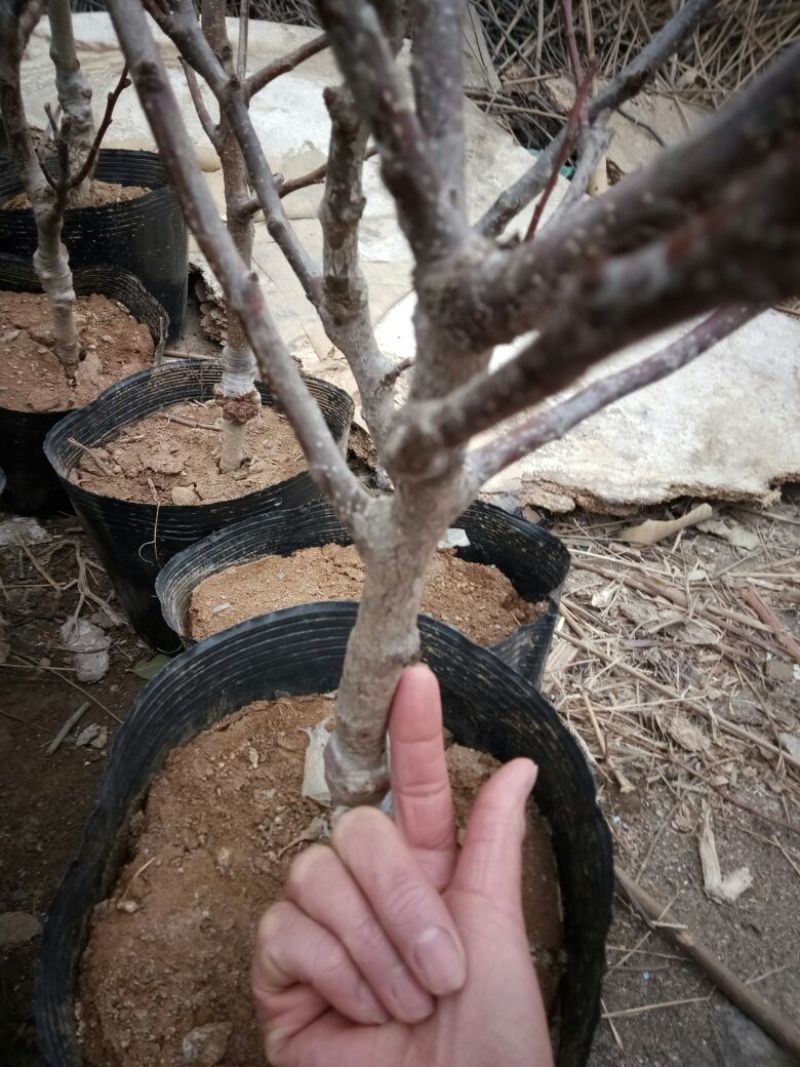 山东2-4年山楂树盆景30~50cm规格齐全