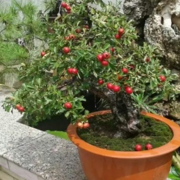 山东2-4年山楂树盆景30~50cm规格齐全