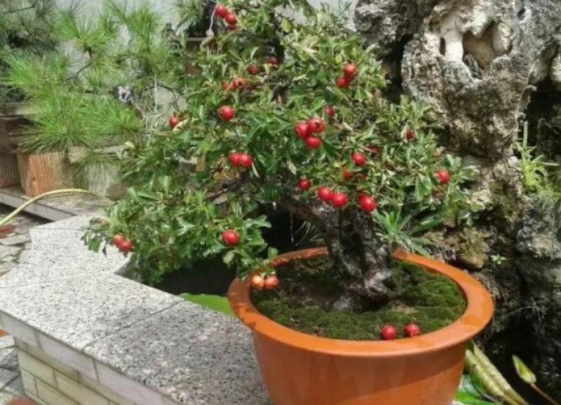 山东2-4年山楂树盆景30~50cm规格齐全