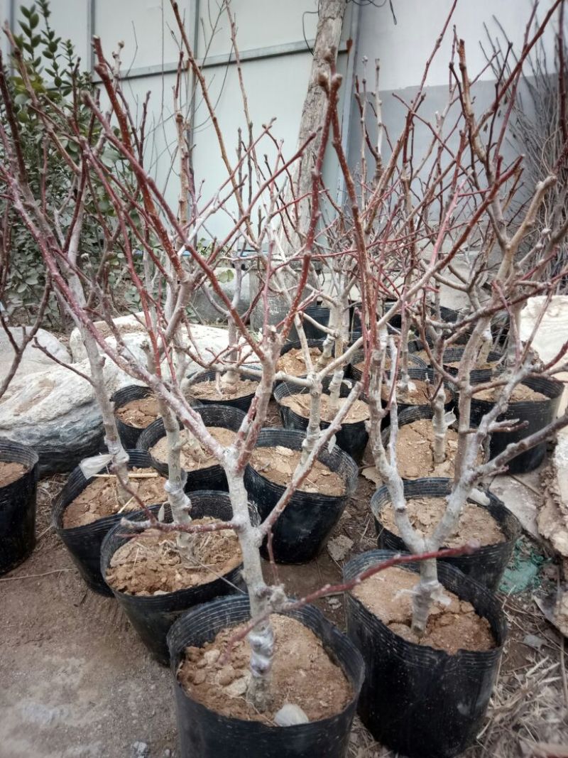 山东2-4年山楂树盆景30~50cm规格齐全