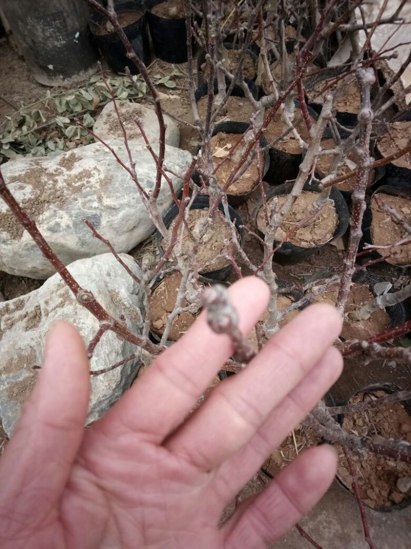 山东2-4年山楂树盆景30~50cm规格齐全