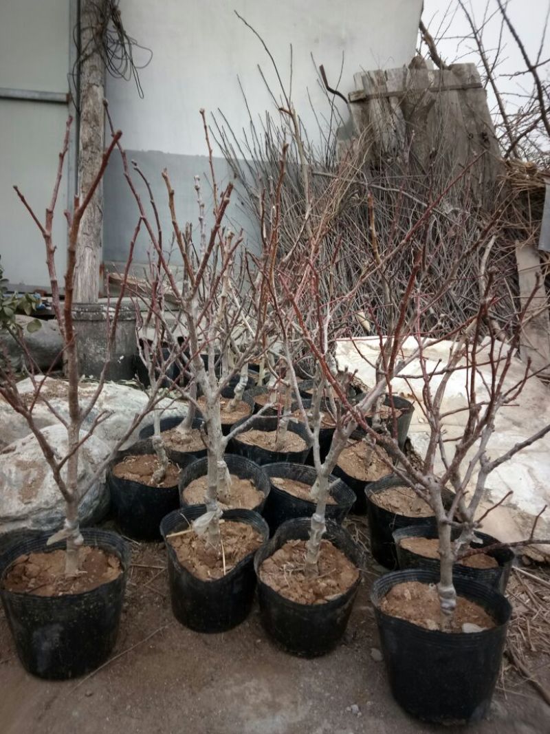 山东2-4年山楂树盆景30~50cm规格齐全