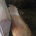 土猪自己土猪肉零卖