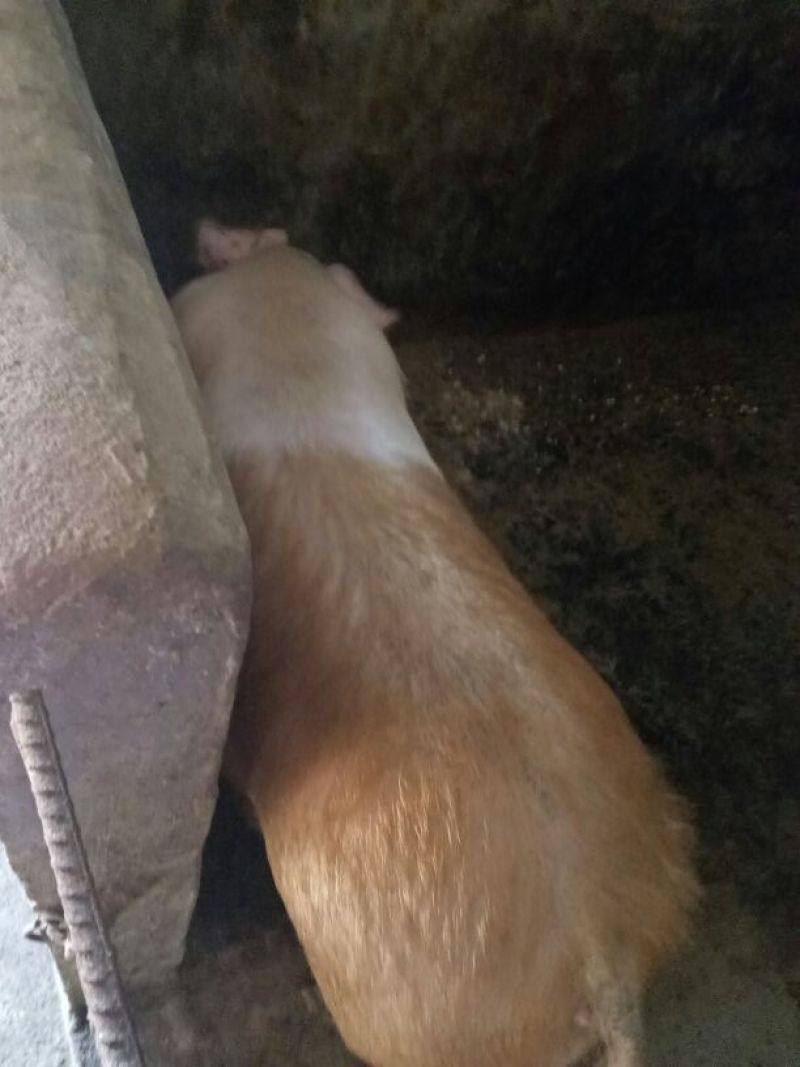 土猪自己土猪肉零卖