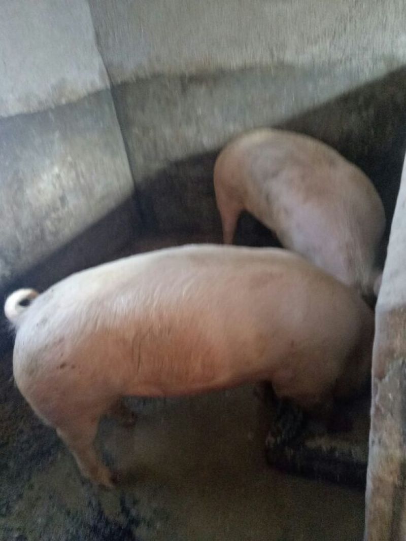 土猪自己土猪肉零卖