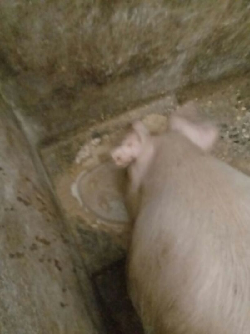 土猪自己土猪肉零卖