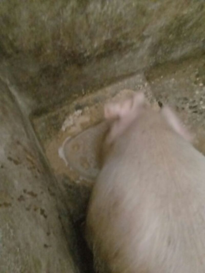 土猪自己土猪肉零卖