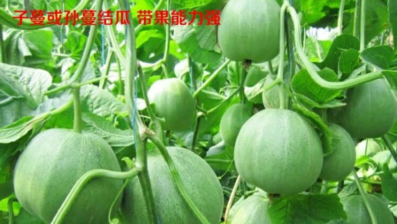 甜瓜种子景甜绿脆