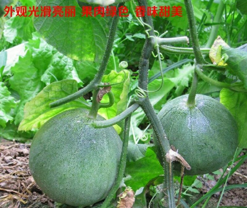甜瓜种子景甜绿脆