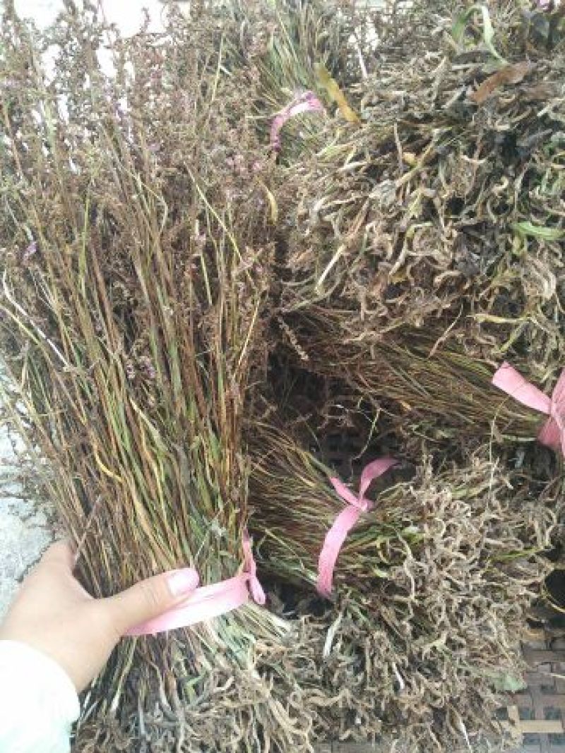 贵州野生盘龙参绶草鲜货