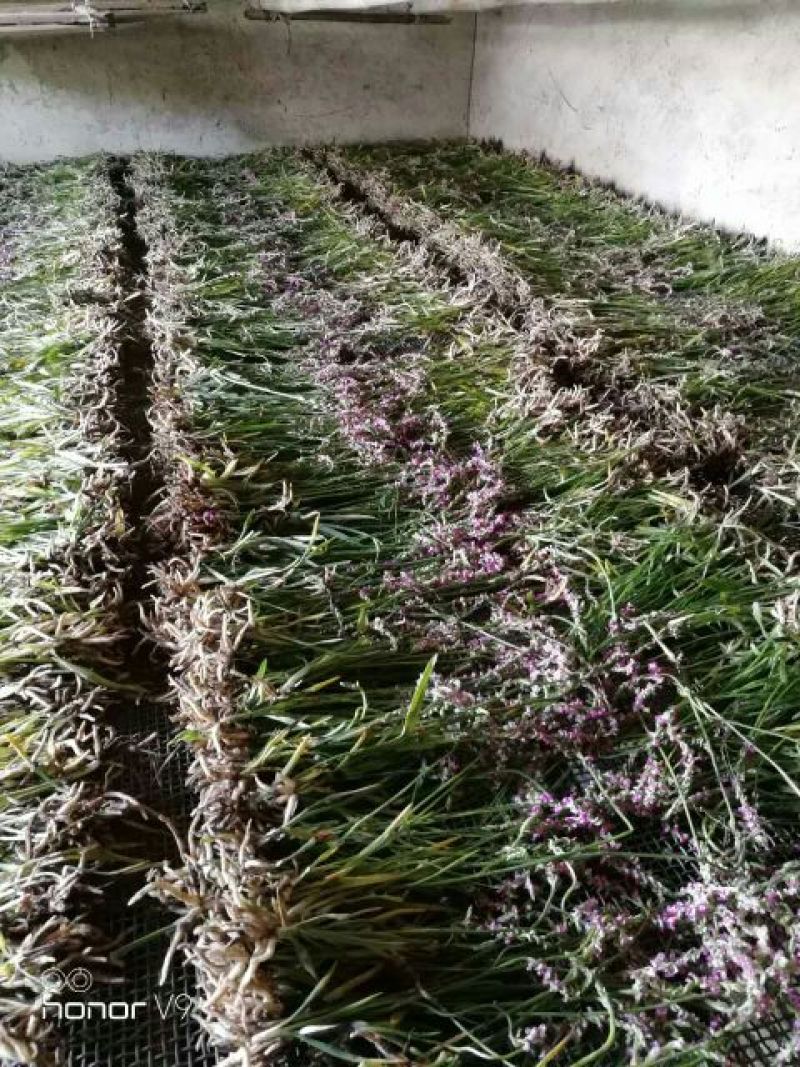 贵州野生盘龙参绶草鲜货