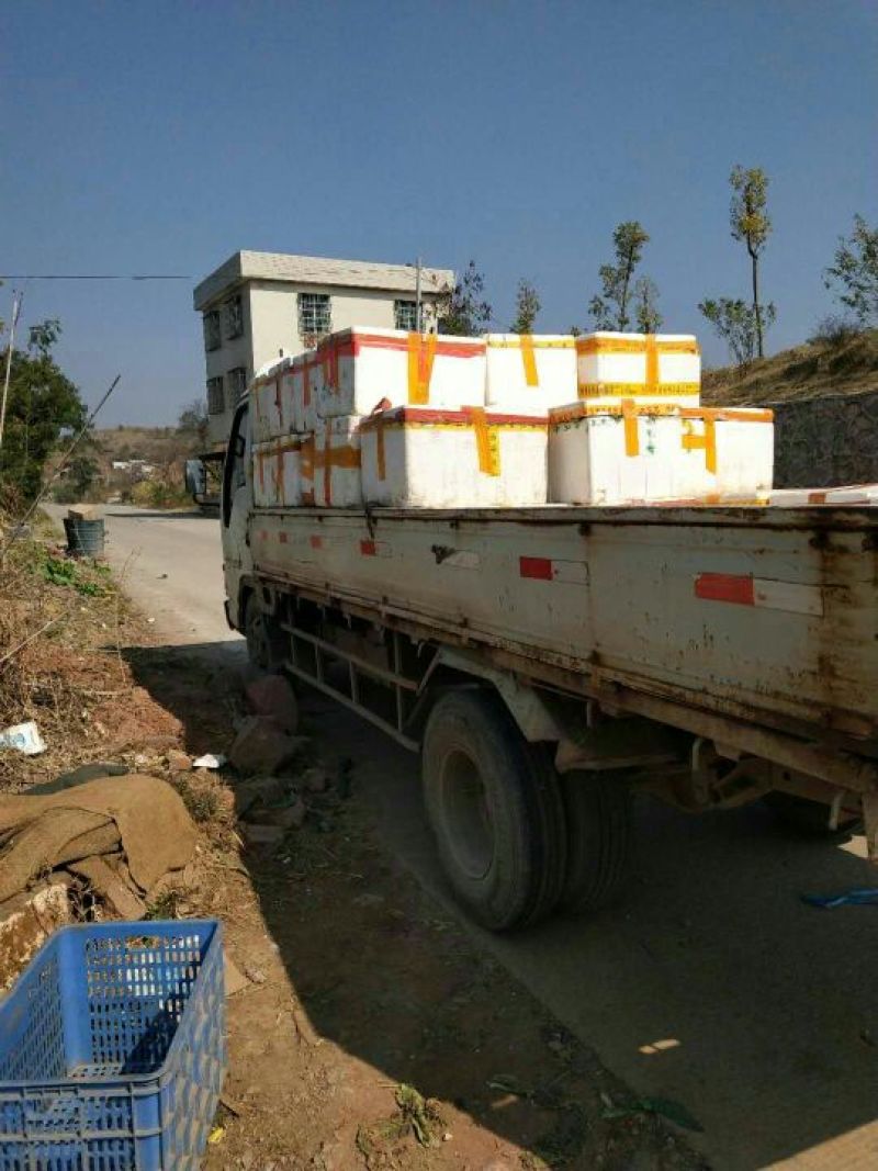 菜心、连州菜心大量上市基地直供、价格优惠、酒店、特产店、