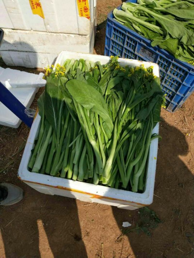 菜心、连州菜心大量上市基地直供、价格优惠、酒店、特产店、
