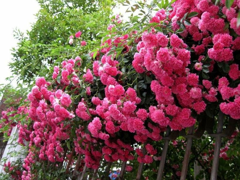 蔷薇花蔷薇花爬藤蔷薇花爬墙开花浓香型庭院室内花，白粉红