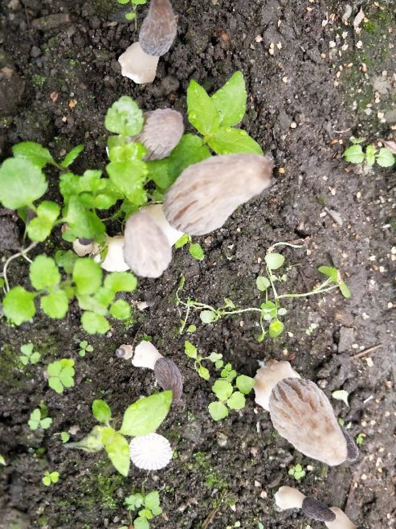 羊肚菌中上通货