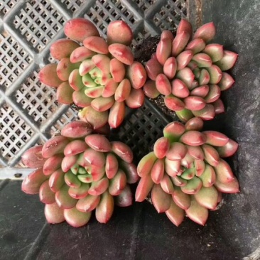 多肉植物不含盆
