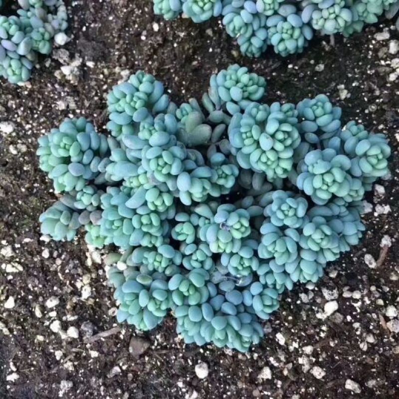 多肉植物不含盆