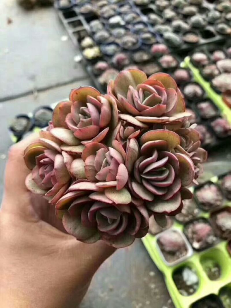 多肉植物不含盆