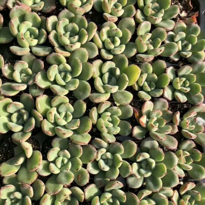 多肉植物不含盆