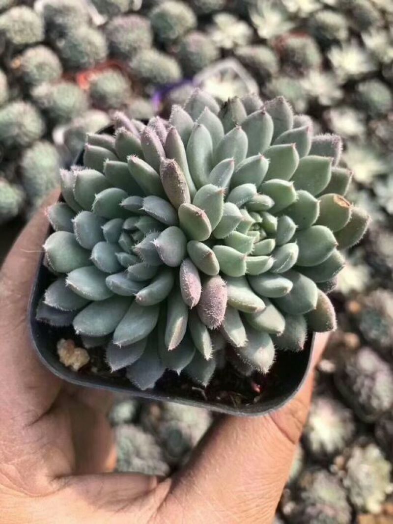 多肉植物不含盆