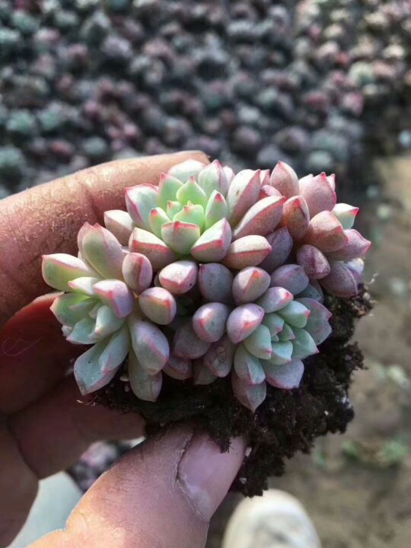 多肉植物不含盆