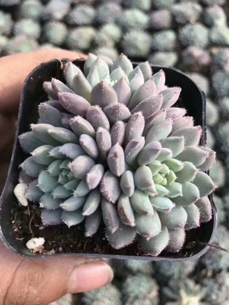 多肉植物不含盆