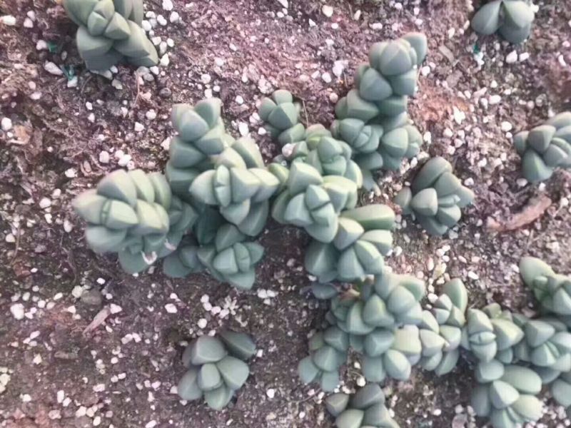 多肉植物不含盆