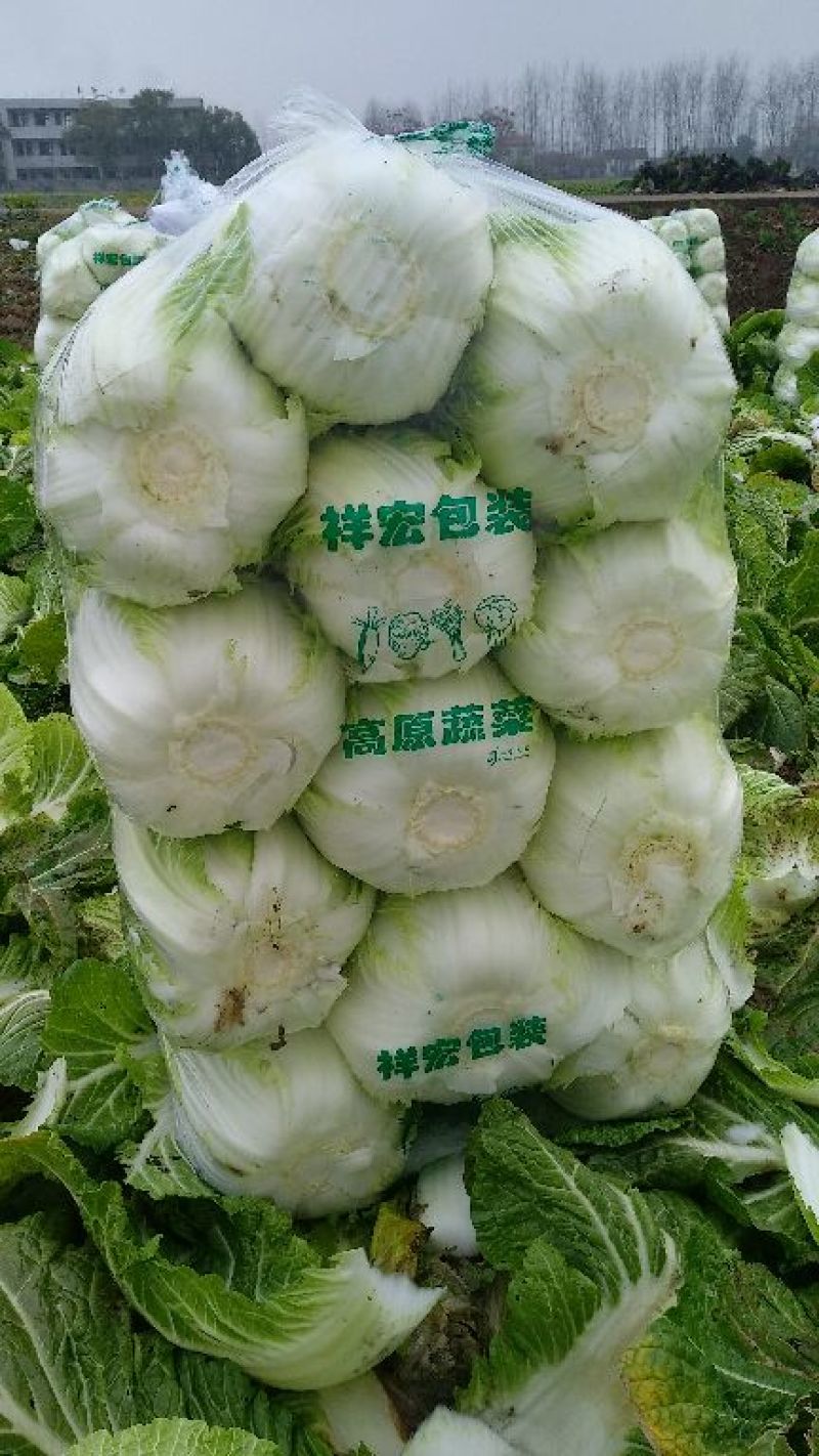黄心大白菜，加工厂白菜，脱水白菜，蔬菜直销，精品包装