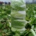 黄心大白菜，加工厂白菜，脱水白菜，蔬菜直销，精品包装