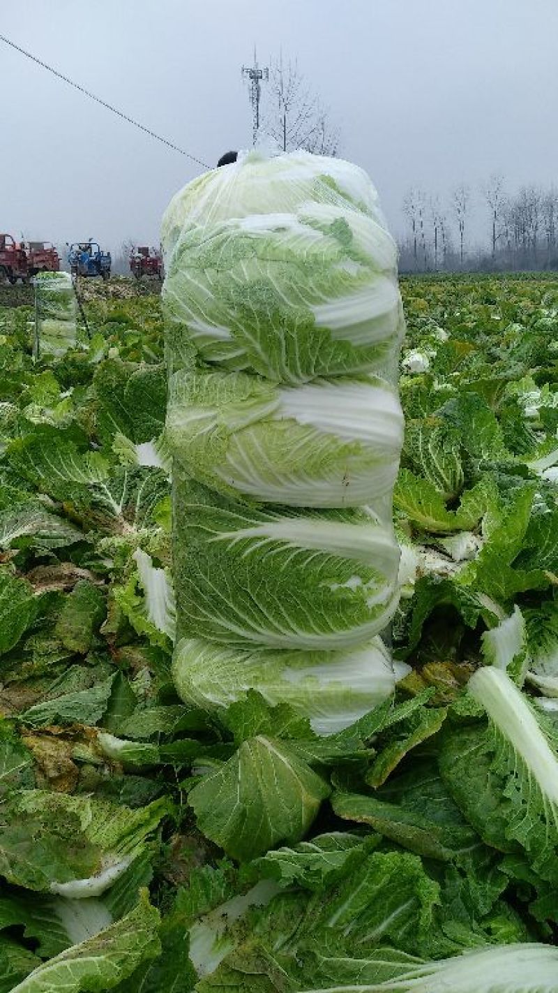 黄心大白菜，加工厂白菜，脱水白菜，蔬菜直销，精品包装