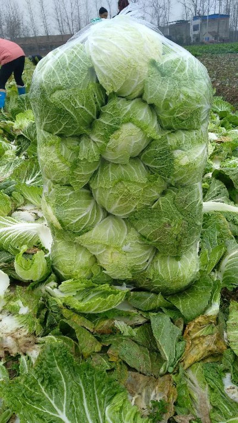 黄心大白菜，加工厂白菜，脱水白菜，蔬菜直销，精品包装