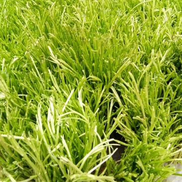 芦篙净蒿新鲜采摘当天发货
