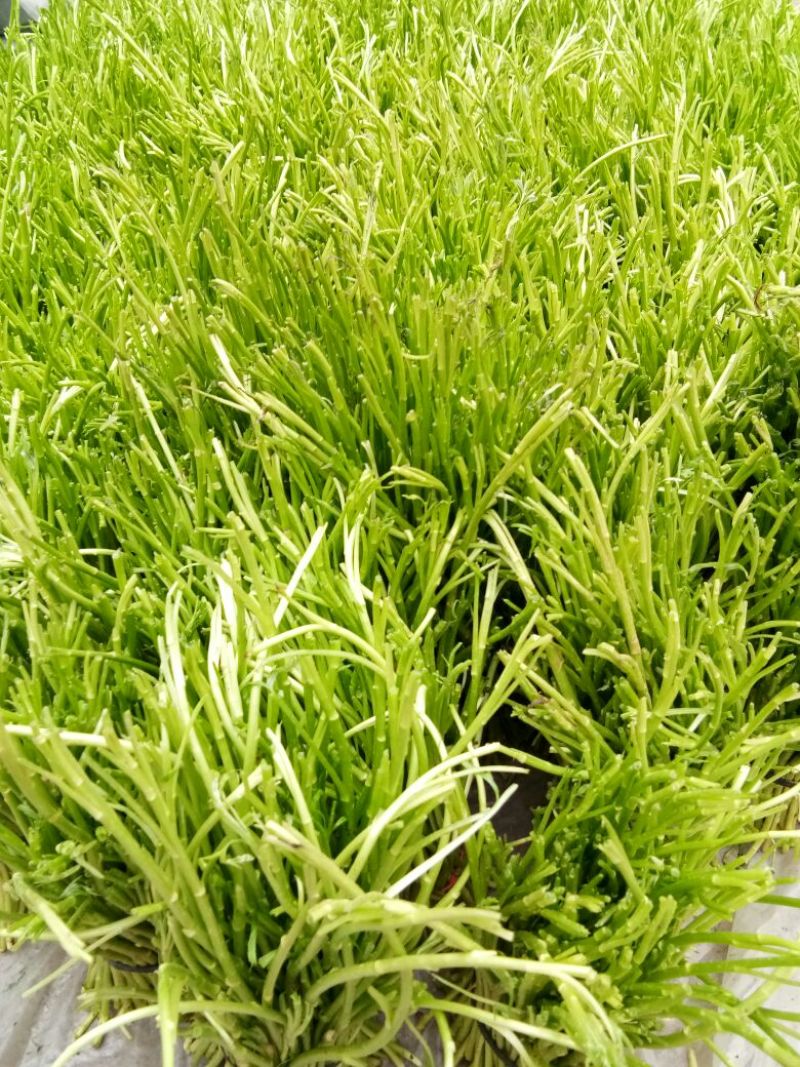 芦篙净蒿新鲜采摘当天发货
