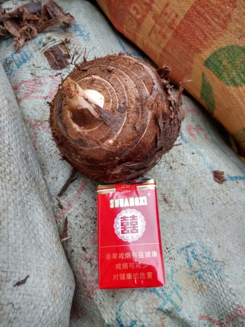 红芋5厘米以上大量芋母供应中