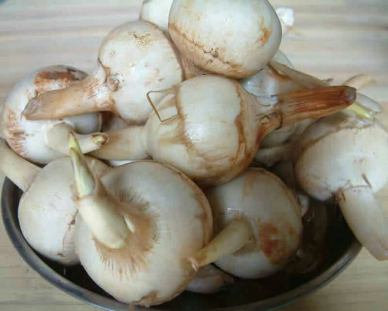 红芋5厘米以上大量芋母供应中