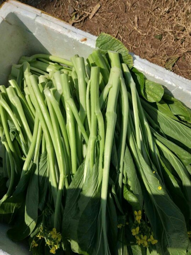 红芋5厘米以上大量芋母供应中