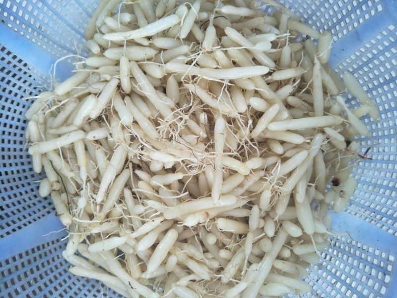 麦冬