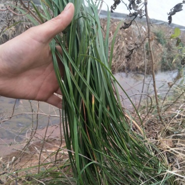 麦冬草