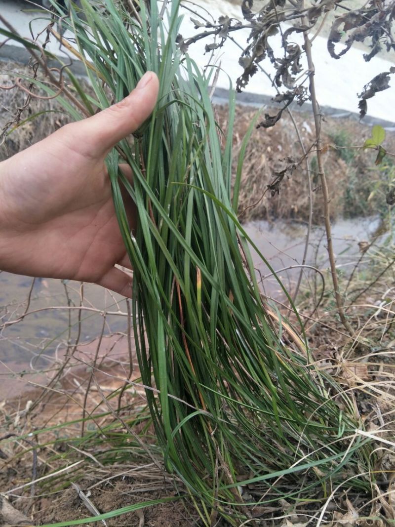 麦冬草