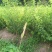脆红李子树苗50~100cm