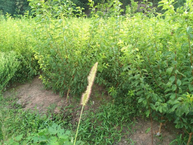 脆红李子树苗50~100cm